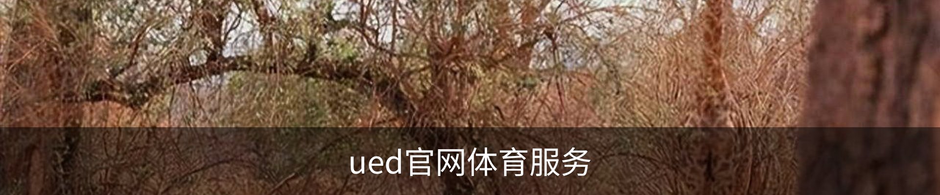 ued官网体育服务
